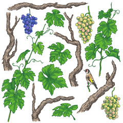 Wall Mural - Hand Drawn Grape Branches and Vine