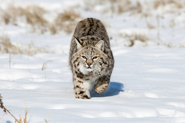 Wall Mural - prowling bobact