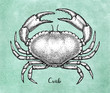 Ink sketch of brown edible crab.