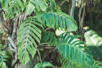 tropical leaves on rainforest