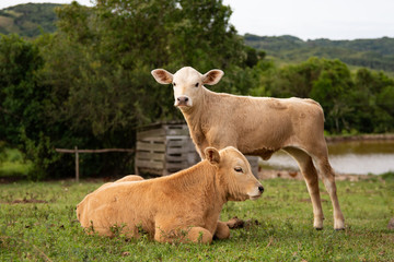 Dois terneiros no campo, um deitado outro em pé.