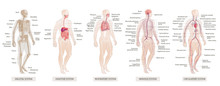 The Vector Illustration Human Body Systems Circulatory, Skeletal, Nervous, Digestive Systems