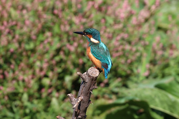 Canvas Print - Kingfisher