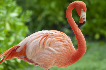 Plakat fauna woda natura zwierzę flamingo