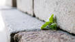 Plant growing out of a space between the granite stones of a staircase