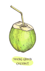 Canvas Print - ink sketch of young green coconut.