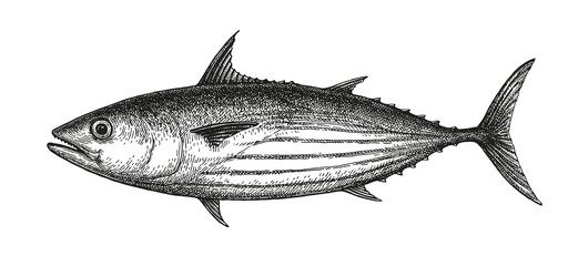 Ink sketch of Skipjack tuna.