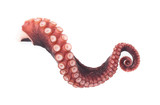 Fototapeta Kuchnia - tentacles of octopus isolated on white background