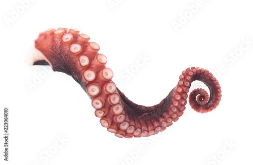 Foto tentacles of octopus isolated on white background