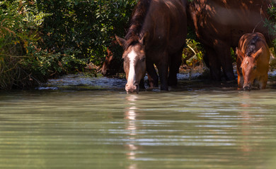 Herd of horses drink water in a lake