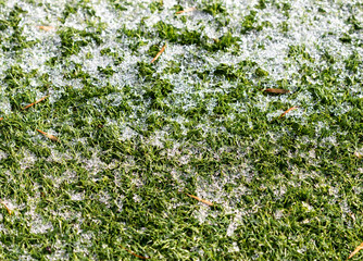 Wall Mural - Green growing grass in snow