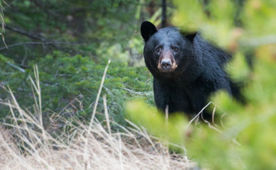 Wall Mural - wild black bear in the rocky mountains