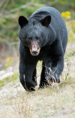 wild black bear in the rocky mountains