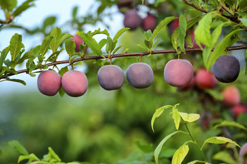 Poster - Delicious ripe plums on tree branch in garden