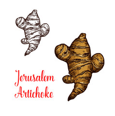 Wall Mural - Jerusalem artichoke or topinambour vegetable