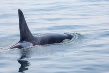 Killer Whale From Pacific Northwest J Pod - J35 In Open Ocean