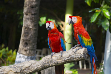 Colorful parrot stand on the tree.