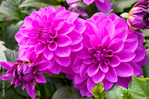 Cuadros en Lienzo Beautiful Purple dahlia fresh flower blossoming in the garden