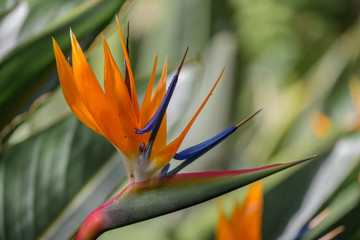 Canvas Print - bird of paradise flower