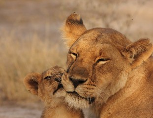 Wall Mural - Lion Cubs Serengeti