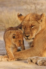 Wall Mural - Lion Cubs Serengeti