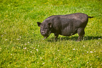 Wall Mural - Vietnamese Pot-bellied pig on the farm