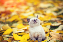 Little Siamese Kitten Walking Outdoor On The Fallen Leaves In The Autumn Garden