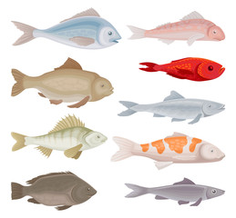 Wall Mural - flat vector set of different kinds of fish. aquarium and marine animals with fins. sea creatures