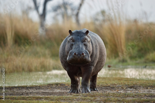 Aggressive hippo male attacking the car Tableau sur Toile