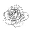 Hand drawn engraving rose flower isolated on white background. Pen and ink  vintage botanical illustration.