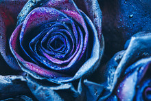 Macro Photography Of Blue - Neon Roses With Raindrops. Fantasy And Magic Concept. Selective Focus.