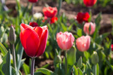 Fototapeta Tulipany - Red tulip flowers in a meadow in springtime