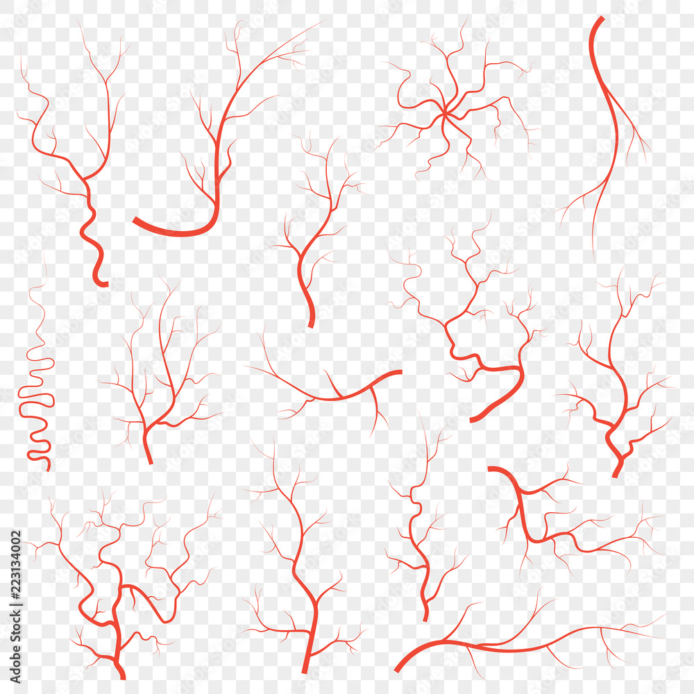 Human red eye veins set, anatomy blood vessel arteries illustration group. Vector medical eyeball vein arteries system map. Veins isolated on white background - obrazy, fototapety, plakaty 