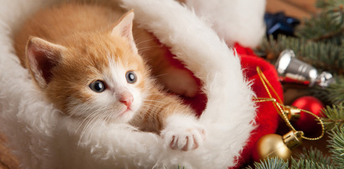 ginger kitten in santa hat against the background of a Christmas tree