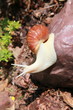 Large African snail for cosmetology