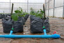 Cape Gooseberries Growing In Greenhouse Plant Nursery With Drip Water Irrigation
