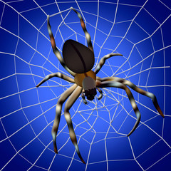 Spider web. Illustration of spider with spider web on background