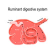 cross-section of the ruminant stomach