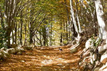 El otoño en Santa Fe del Montseny