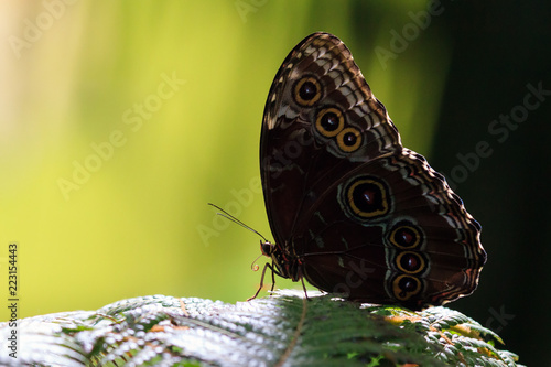 Fotografie, Obraz Morpho menelaus, the Menelaus blue morpho, is an iridescent tropical butterfly o