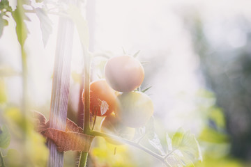 Double exposure of ripe organic tomatoes. They are growing on the garden. 