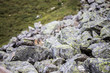 Murmeltier blickt hinter Fels hervor, Hohe Tauern, Österreich
