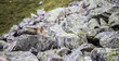 Murmeltier blickt hinter Fels hervor, Hohe Tauern, Österreich