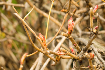 Wall Mural - large three buds budding leaves treelike rhododendron close-up spring design greeting card background