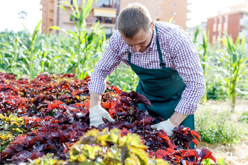 Male worker arranging  perilla herbs while gardening in garden