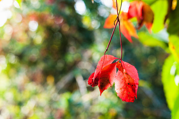 Sticker - red leaves of Virginia creeper illuminated by sun