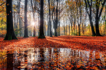 Wall Mural - Beautiful morning sunrise in autumn in the Speulder forest in the Netherlands with vibrant colored leaves and reflection in a puddle