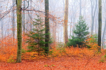 Wall Mural - Beautiful mysterious trees in autumn in a forest in the Netherlands with morning fog and vibrant leafs
