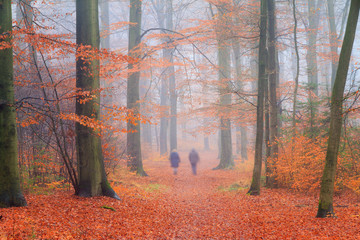 Wall Mural - Beautiful hiking in autumn in a forest in the Netherlands with morning fog and vibrant leafs