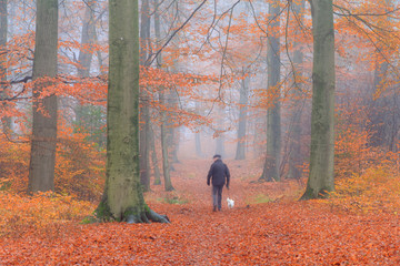 Wall Mural - Beautiful hiking in autumn in a forest in the Netherlands with morning fog and vibrant leafs